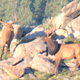 Image for article titled Stylish Elk Has Its Tire Necklace Removed By The Man UPDATED